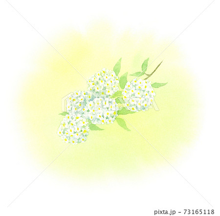 こでまり 水彩イラストのイラスト素材