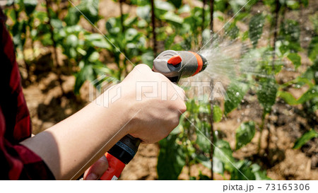 Closeup photo of female hands holding water hose while watering green plants and organic vegetables at backyard garden Closeup photo of female hands holding water hose while watering green plants and organic vegetables at backyard garden 73165306