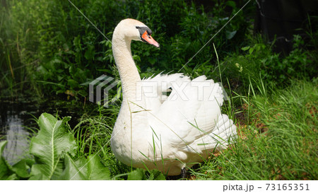 Closeup of beatiful male white swan on riverbank at sunny day 73165351