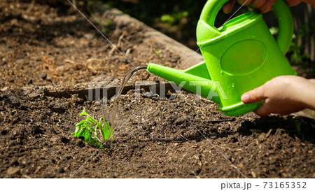 Watering small vegetable sprouts planted in soil. Taking care, growing and planting organic vegetables at home Watering small vegetable sprouts planted in soil. Taking care, growing and planting organic vegetables at home 73165352