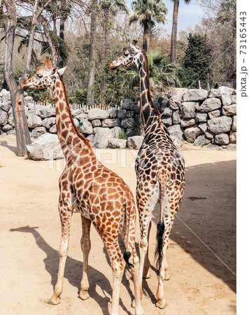 Beautiful giraffes in a large open-air cage at the zoo. Photography of giraffes. Beautiful giraffes in a large open-air cage at the zoo. Photography of giraffes. 73165443