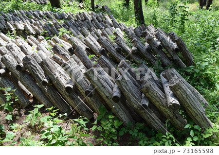 キノコの原木栽培 73165598