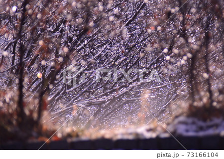 朝の陽ざしに煌く水滴 73166104