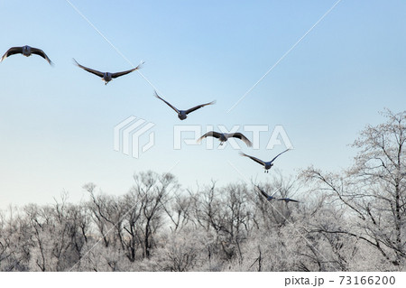 北海道冬の風景　阿寒郡鶴居村の樹氷と丹頂鶴 73166200