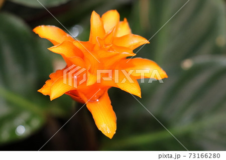 カラテア・クロカータ 73166280