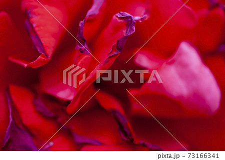 バラの花びら 73166341