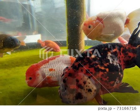珍しい金魚が泳いでいる 73166716