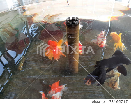 珍しい金魚が泳いでいる 73166717
