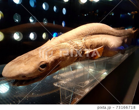 深海魚のラブカ 深海魚のラブカ 73166718