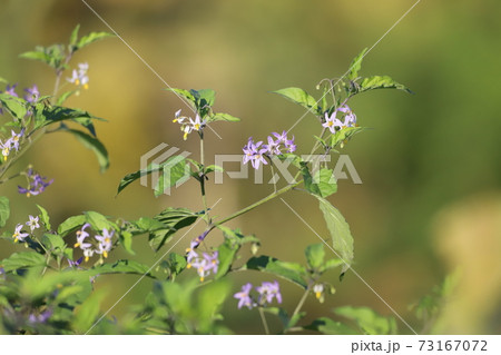 アメリカイヌホオズキの写真素材