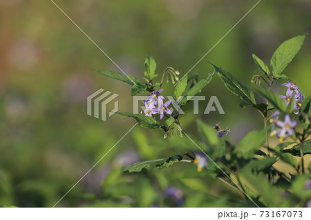 アメリカイヌホオズキの写真素材