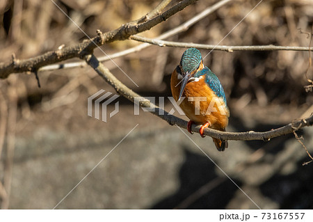 カワセミ 73167557