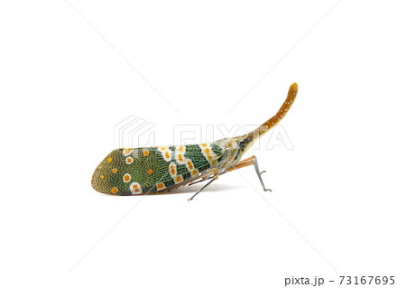 Insect : Fulgorid bug, Planthopper, Lanternflies, Pyrops candelaria, Pyrops candelaria or Fulgoridae isolated on white background. Insect : Fulgorid bug, Planthopper, Lanternflies, Pyrops candelaria, Pyrops candelaria or Fulgoridae isolated on white background. 73167695
