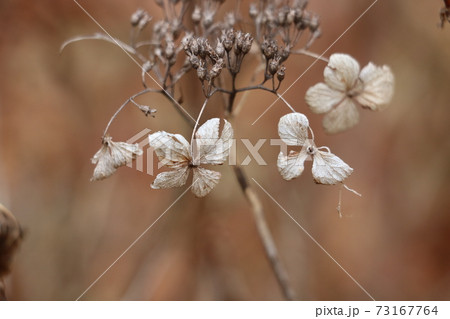 枯れたアジサイ 冬枯れの写真素材