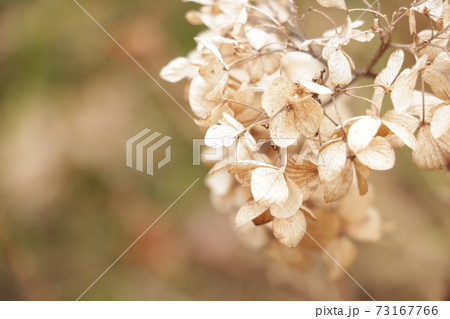 枯れたアジサイ 冬枯れの写真素材