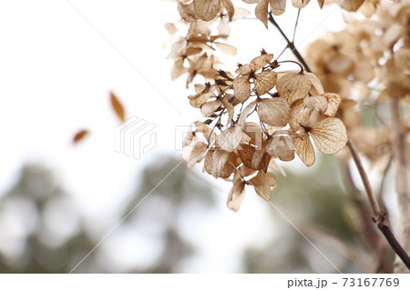 枯れた紫陽花 冬枯れの写真素材