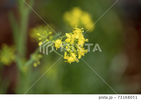 壬生菜 壬生菜 73168051