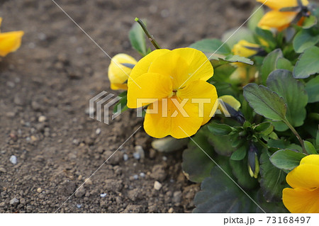冬の花壇に咲くビオラの花 73168497