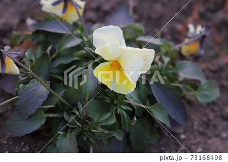 冬の花壇に咲くビオラの花 冬の花壇に咲くビオラの花 73168498