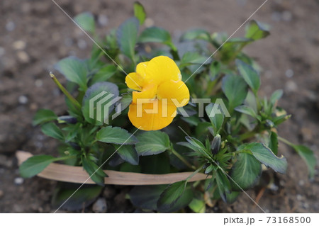冬の花壇に咲くビオラの花 73168500