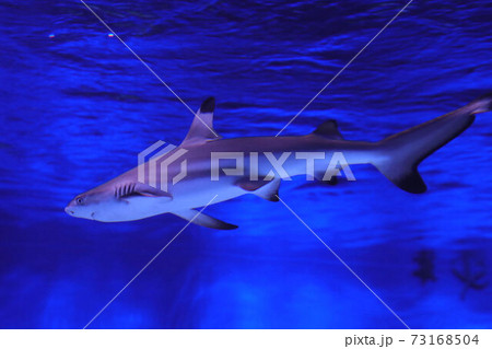 江ノ島水族館　サメ 73168504