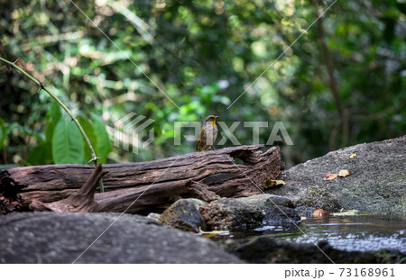 Stripe-throated bulbul (Pycnonotus finlaysoni) 73168961