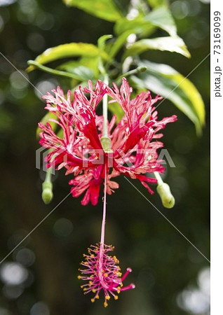 植物園にフウリンブッソウゲ(風鈴仏桑花)の花が咲いています。 植物園にフウリンブッソウゲ(風鈴仏桑花)の花が咲いています。 73169099