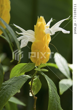 植物園にパキスタキスの花が咲いています。 植物園にパキスタキスの花が咲いています。 73169211