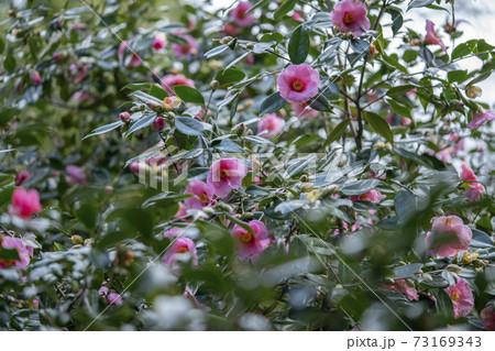 椿　土佐有楽 73169343