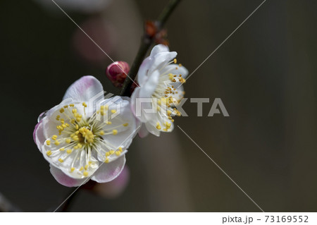 梅　内裏 73169552