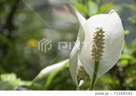 植物園にスパティフィラムの花が咲いています 和名はササウチワ 笹団扇 です の写真素材