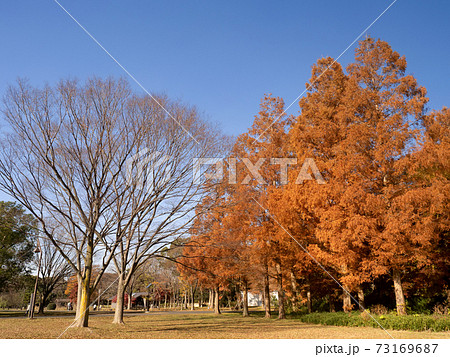 東京都 水元公園のメタセコイアの黄葉 東京都 水元公園のメタセコイアの黄葉 73169687