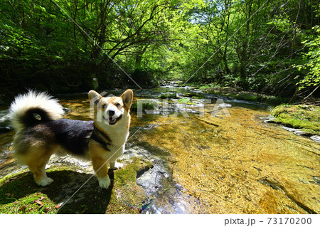 渓流遊び 73170200