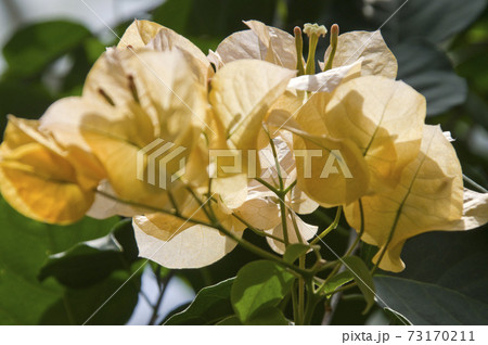 植物園に黄色いブーゲンビレアの花が咲いています。 73170211