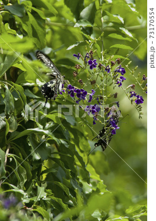 植物園にタイワンレンギョウの花が咲いています。 73170554