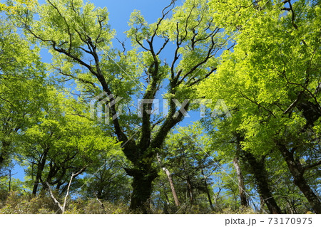 逆光で輝く新緑の木々 73170975