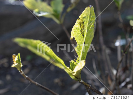 庭園の雑草 73171624