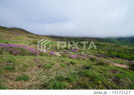 風景 山 花 73172127
