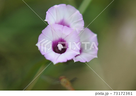 ホシアサガオ アサガオの花に似た淡紅色の小さい花が3つの写真素材