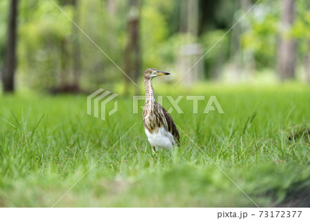 Chinese pond heron / Ardeola bacchus on the lawn in the park 73172377