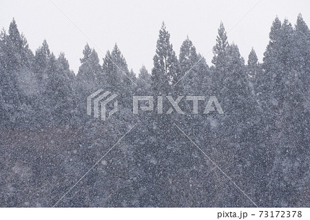 杉林に降りしきる雪 73172378