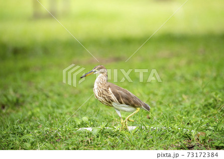 Chinese pond heron / Ardeola bacchus on the lawn in the park 73172384