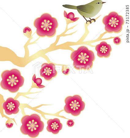 うぐいす　梅　うめ　花　春　イラスト素材 73172385