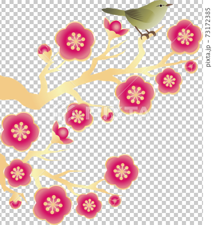 うぐいす　梅　うめ　花　春　イラスト素材 73172385