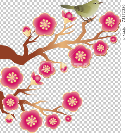 うぐいす　梅　うめ　花　春　イラスト素材 73172386