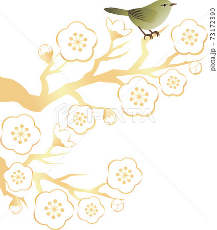 うぐいす　梅　うめ　花　春　イラスト素材 73172390
