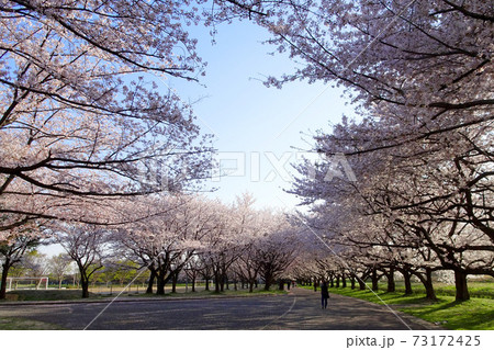 花びらが落ちている桜並木 川越水上公園 埼玉県川越市 の写真素材