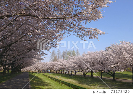 満開の桜と芝生で花見をする人 川越水上公園 埼玉県川越市 の写真素材