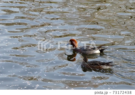 桜が浮く池で泳ぐ鴨のペア(ヒドリガモ)/川越水上公園(埼玉県川越市) 桜が浮く池で泳ぐ鴨のペア(ヒドリガモ)/川越水上公園(埼玉県川越市) 73172438