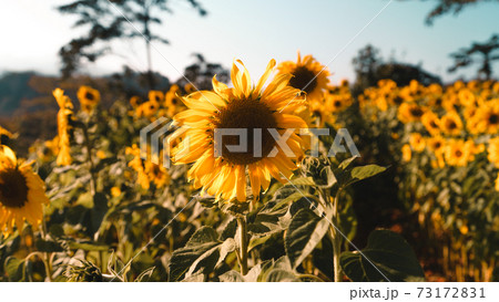 Sunflower field in the morning on the mountain Sunflower field in the morning on the mountain 73172831